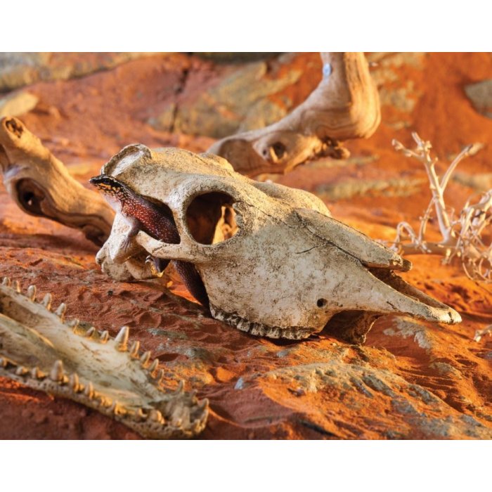 EXO TERRA Buffalo Skull - byvolia lebka