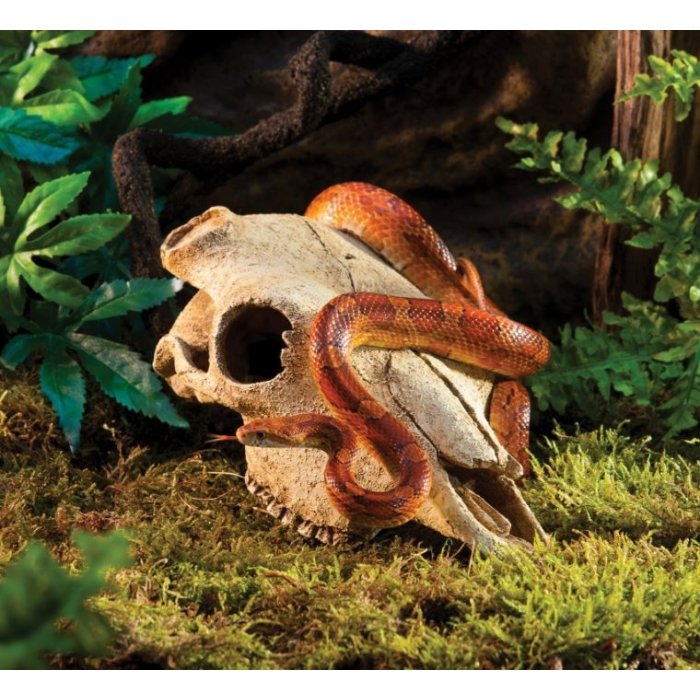 EXO TERRA Buffalo Skull - byvolia lebka